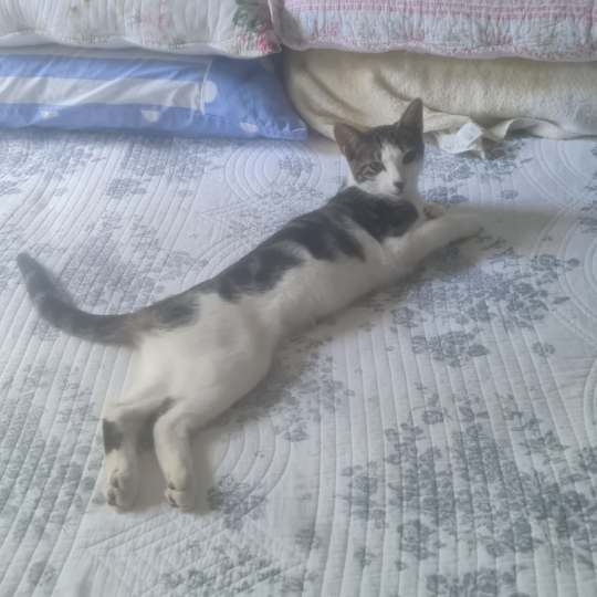 Stripes DSH lost 14 April